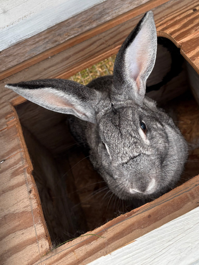 Soft Bunny   in Small Animals for Rehoming in Woodstock