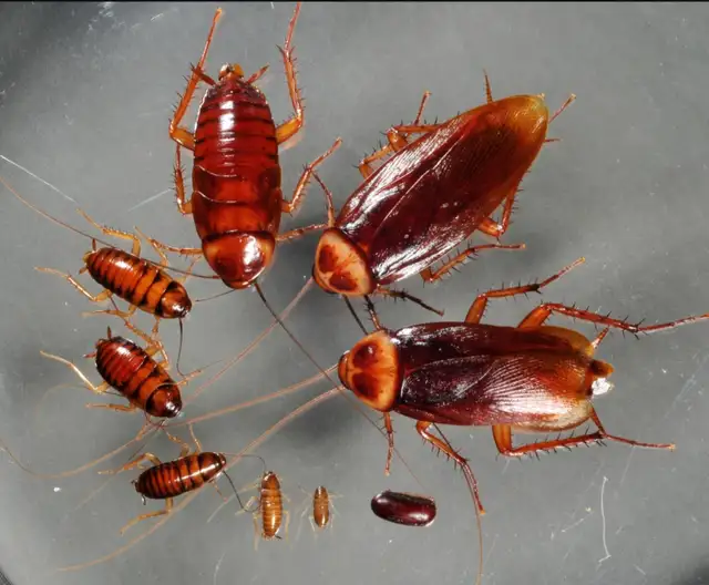 Pest Control522608100980172801