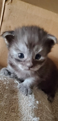 Maine coon kittens black/blue, smoke/shaded polydactyl