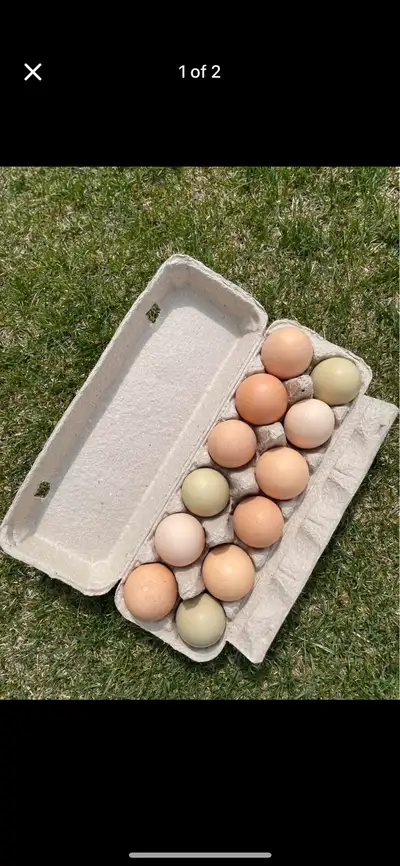 Looking for a weekly or biweekly egg customer in Nobleford or Picture Butte area. Selling for $4/doz...