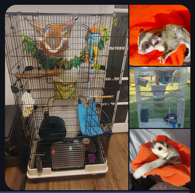 Reserving 2 glider Joey's together with habitat for April!!!!, View more