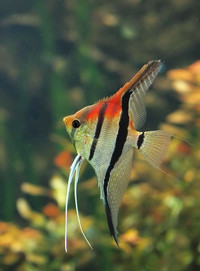 Angel fish