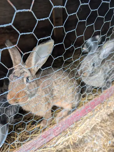 Adults and kits available New Zealand meat rabbits Well socialized