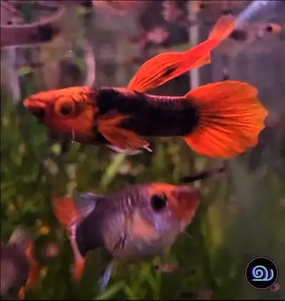 Red Tuxedo Koi Guppy, View more