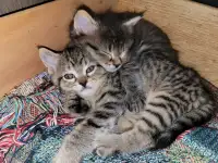 Tabby kittens 