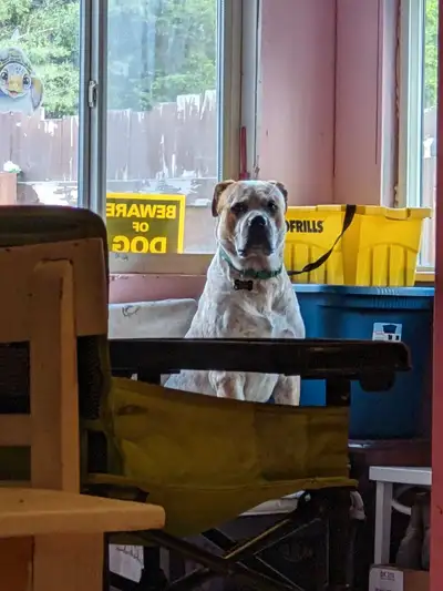 Absolutely can NOT be around other male dogs. Requires very strong owner! No small children as he's...