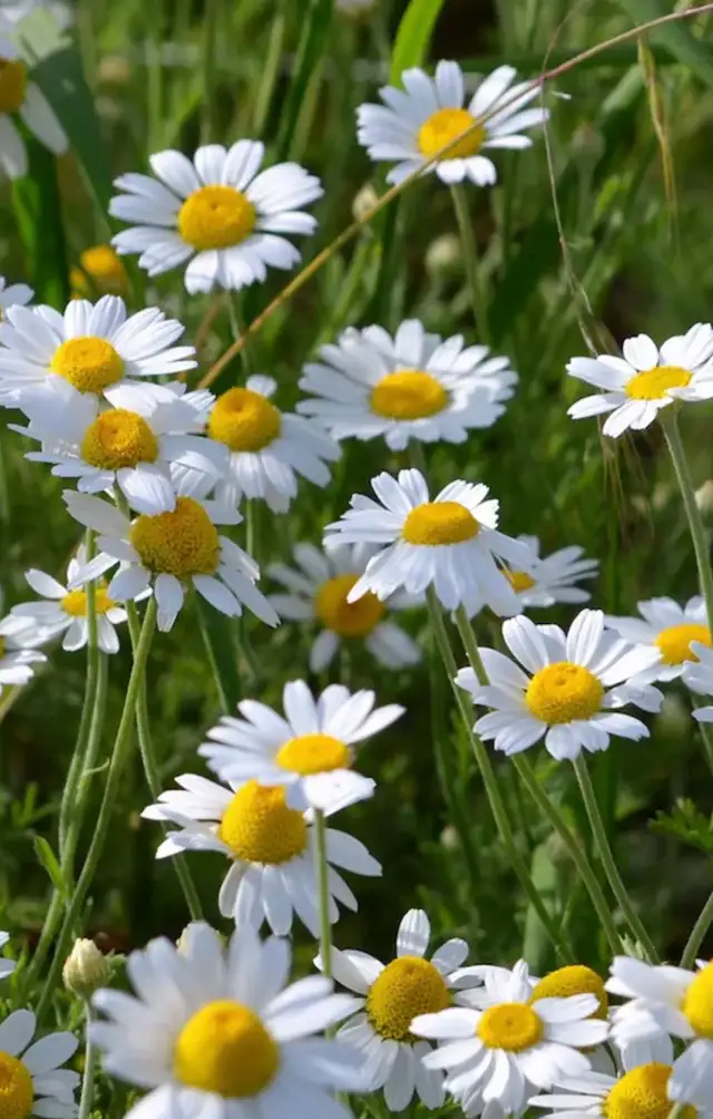 Shasta Daisy perennial plant potted in Plants, Fertilizer & Soil in Mississauga / Peel Region - Image 2