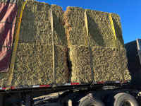 Large square bales of alfalfa 