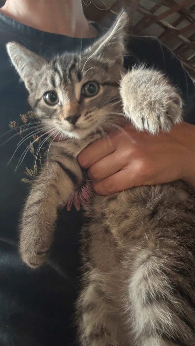 Cute kittens in Cats & Kittens for Rehoming in Abbotsford - Image 2