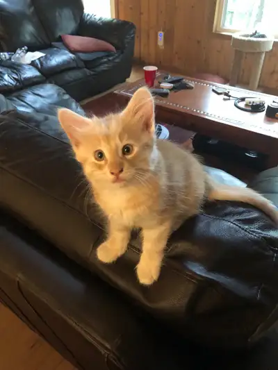 4 adorable kittens looking for their new home 3 black and white 1 male 2 female 1 orange male at Wak...