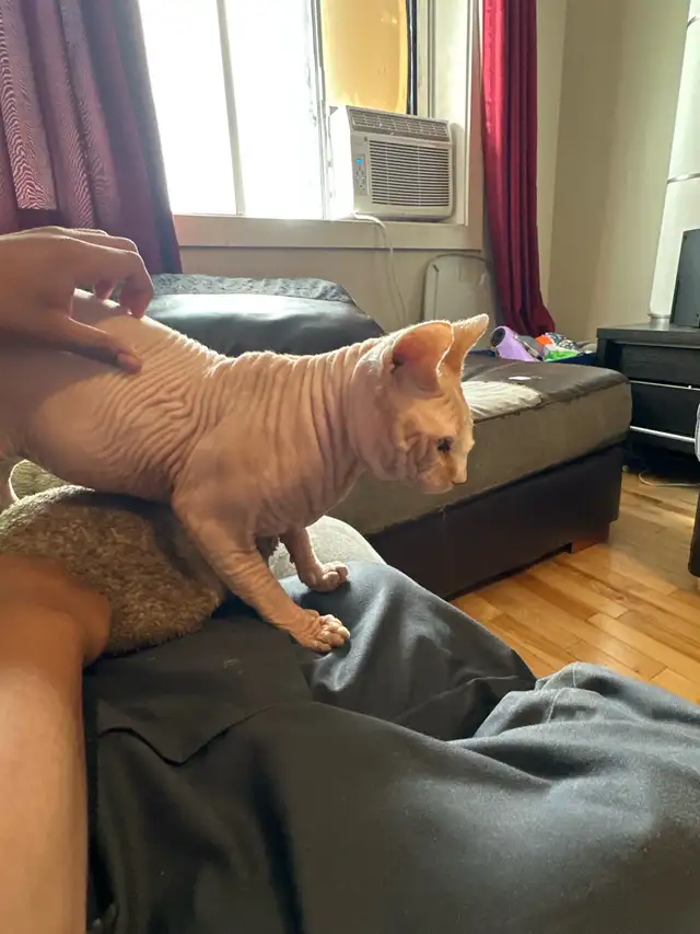 sphynx cat for sale in Cats & Kittens for Rehoming in City of Montréal - Image 3