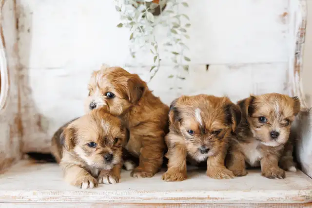 Two adorable shorkie puppies in Dogs & Puppies for Rehoming in Chatham-Kent - Image 6