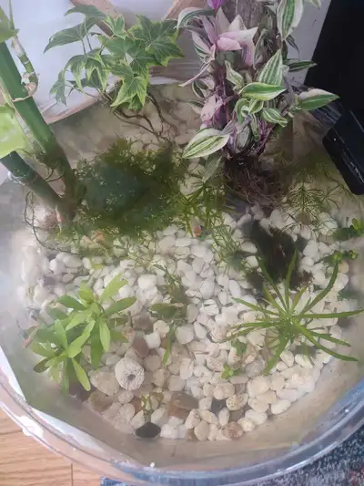 Guppy Fry - 2 for $1, View more