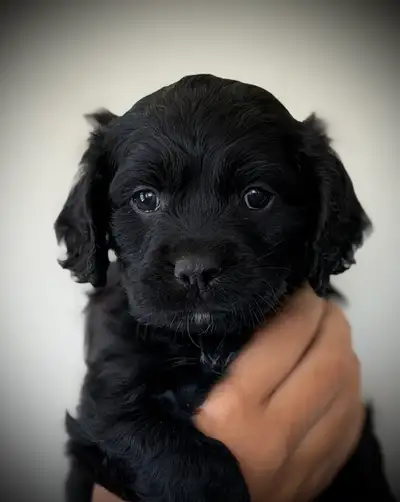 ❤️ Cockapoo Puppies | Vet Checked | Ready for Summer Adventures, View more