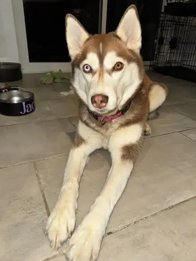 Two Siberian husky females, View more