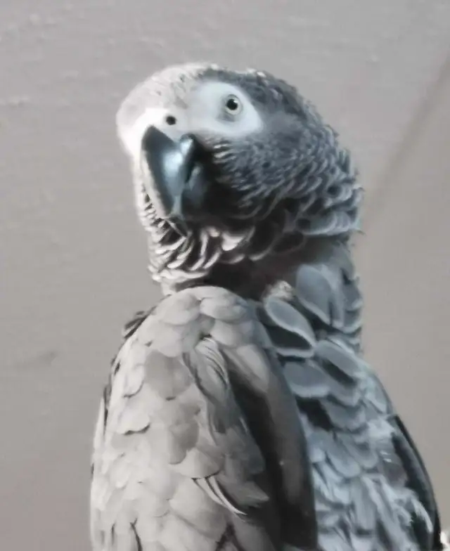 Bird / Parrot Boarding in Animal & Pet Services in Ottawa - Image 2