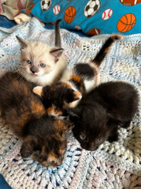 Half Siamese Kittens for sale North Vancouver