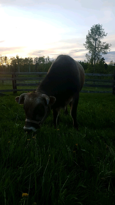 Purebred Jersey Bull (available for breeding) in Livestock in Whitehorse - Image 4