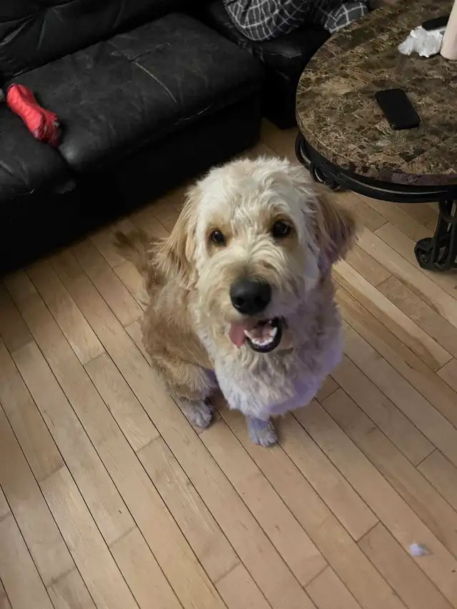2 Dogs / Pets for Sale. Golden Doodle and Toy poodle in Dogs & Puppies for Rehoming in Ottawa - Image 10