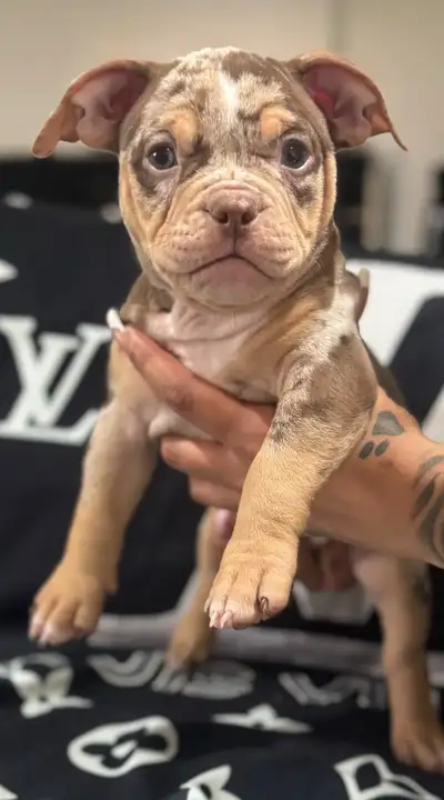 I have 2 gorgeous female pups ready for their forever home they are ABKC registered price is negotia...