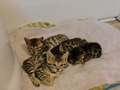 bengas kitten, View more