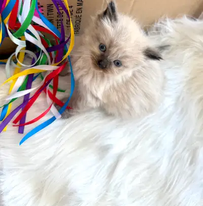 Purebred Ragdoll kittens, View more