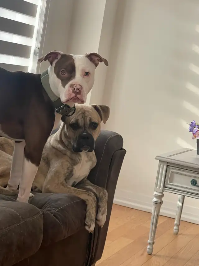 Medium size puppies $200 or best offer in Dogs & Puppies for Rehoming in Brantford - Image 4