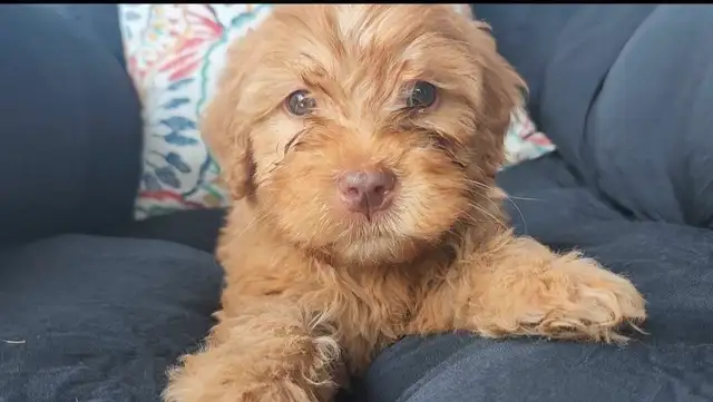 Prêts a partir *Whoodle Mini in Dogs & Puppies for Rehoming in West Island - Image 10