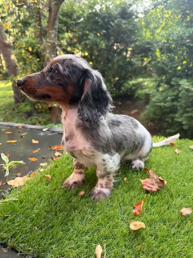 Long Hair Silver Dapple Mini Dachshund Puppy in Dogs & Puppies for Rehoming in Markham / York Region - Image 10