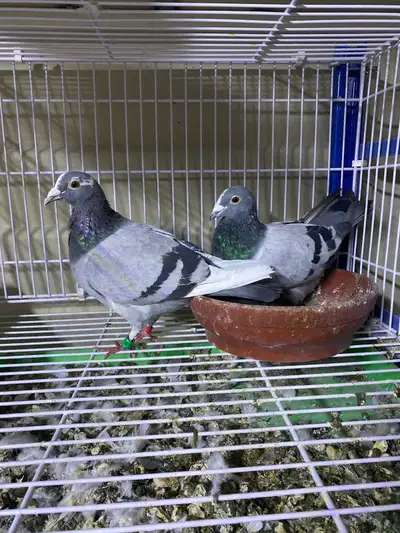 Homers pigeons for sale , View more