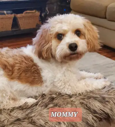 I am excited to announce that our adorable Cavachon puppies are here and ready to reserve for their...
