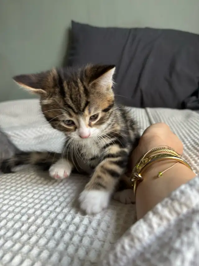 Chatons à vendre in Cats & Kittens for Rehoming in Longueuil / South Shore - Image 11