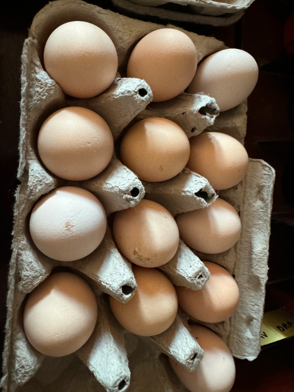 Now Available Again, Lavender Orpington Eggs in Livestock in Kawartha Lakes - Image 2