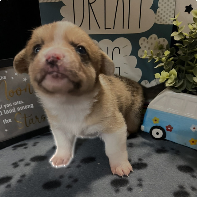 Only 1 left- Cardigan Welsh Corgi Puppies- King  Royalty!! in Dogs & Puppies for Rehoming in Truro - Image 3