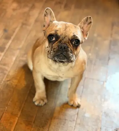 French bulldog loving home needed, View more