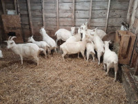 Fresh Milking Goats