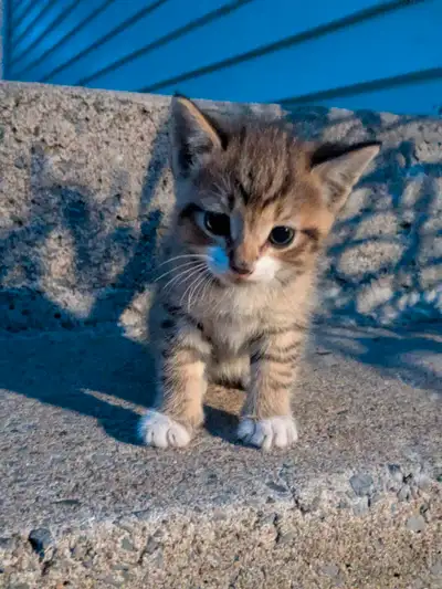 Chaton à vendre 50$, View more