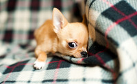 Gardienne - Pension - Gardiennage pour chiens de petite taille 