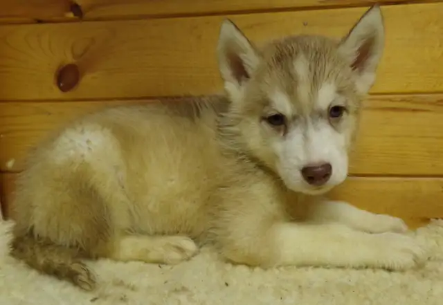 Registered Siberian Huskies in Dogs & Puppies for Rehoming in Hamilton - Image 2