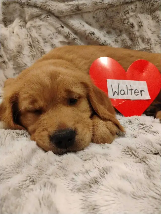 CKC Registered Golden Retriever Pups -1 female left! in Dogs & Puppies for Rehoming in Trenton - Image 7