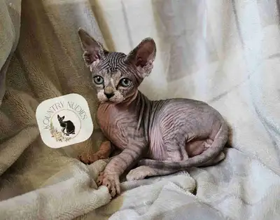 Vince is the last of our kittens who is available. He is a sweet boy who loves to cuddle but also lo...