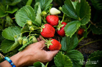 Everbearing Strawberry Bareroot Plants
