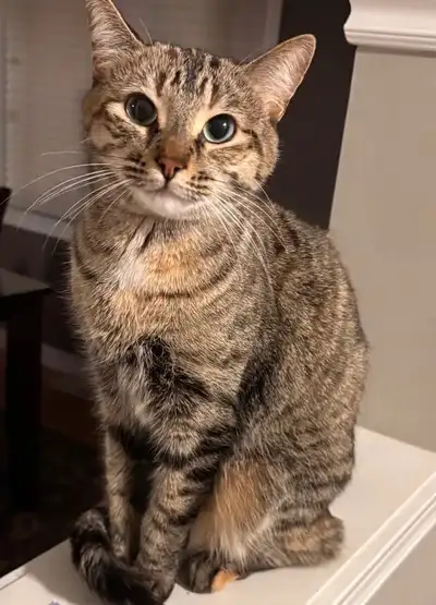 Cat for Rehoming, View more