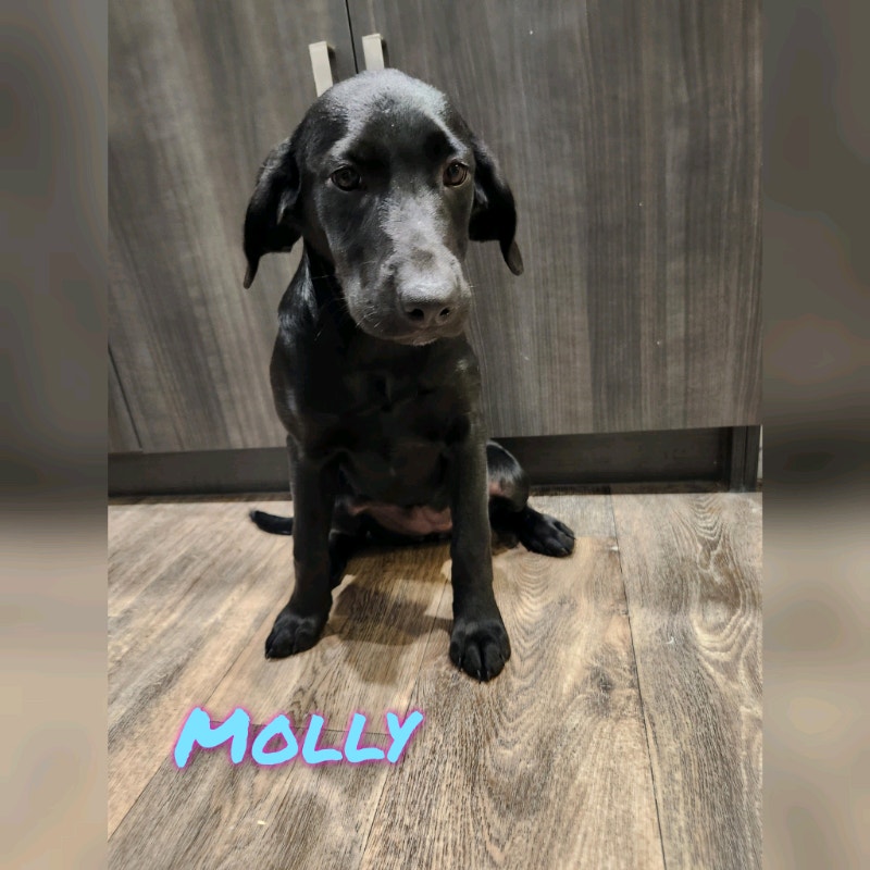 Labrador Retriever Puppies Dogs & Puppies for Rehoming Kamloops