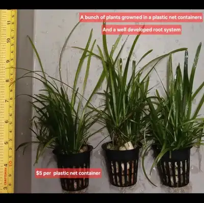 Aquarium Plant Sagittaria Subulata $5, View more