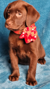 Service and Comfort Dog Quality Lab Puppies