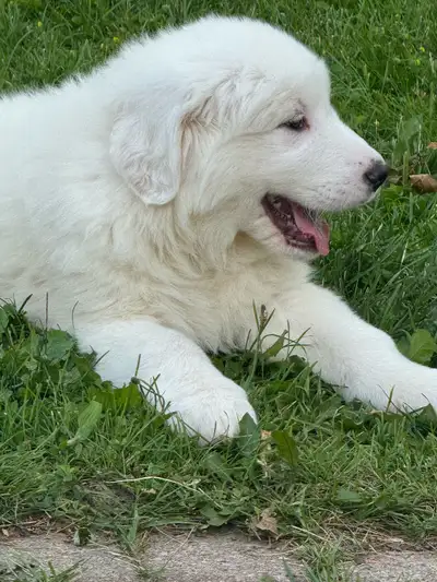 Great Pyrenees  Puppies, View more