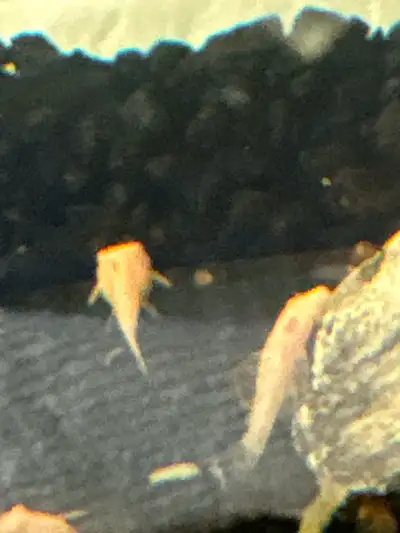 yellow plecos baby fish, Voir plus
