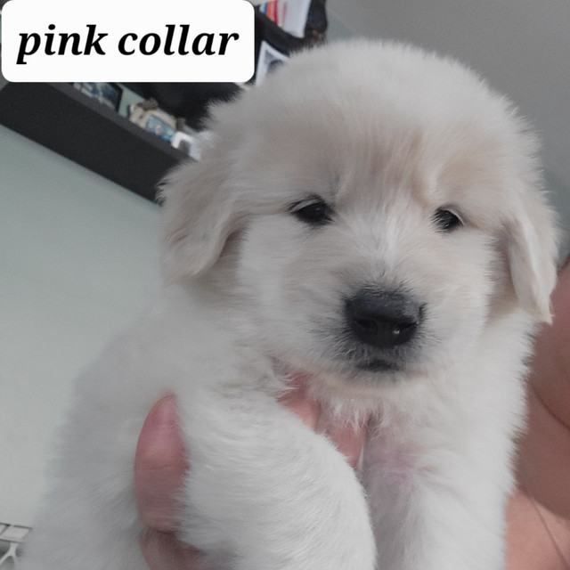 SOLD OUT!! Golden Retriever/Great Pyrenees puppies for sale! Dogs