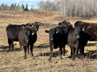 Wagyu Cows and Heifers